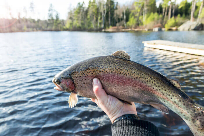 rainbow Trout fishing at evening