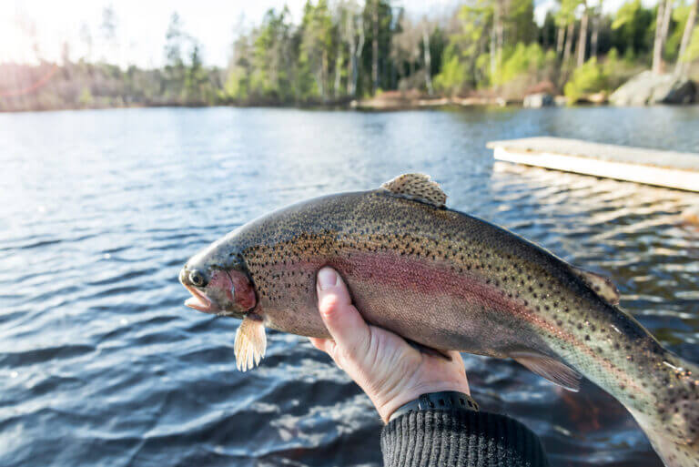 6+ Key Differences Between Steelhead Trout and Rainbow Trout