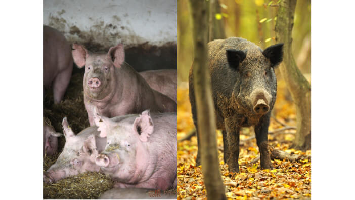 5+ Ways Pigs and Boars Differ from Each Other