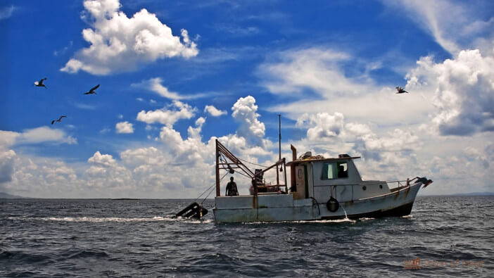 5+ Reasons Overfishing Leads to Ecosystem Collapse & How to Prevent It 1 Why Overfishing Can Lead To Ecosystem Collapse(1)