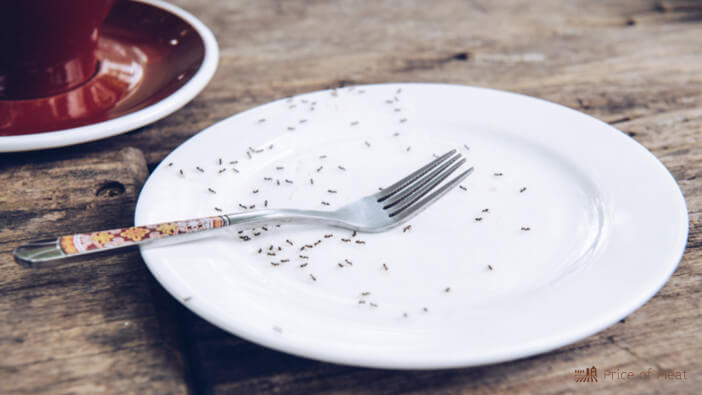 5+ Reasons Why You Should Try Eating Ants 1 are ants edible