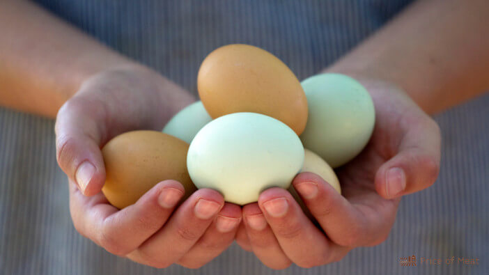 6+ Tips to Ensure You’re Eating Safe Backyard Chicken Eggs