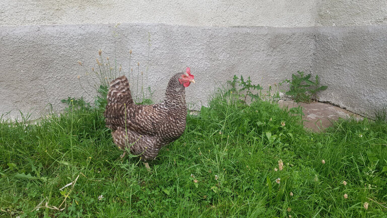 25+ Amazing Backyard Chicken Statistics: Ownership, Egg Production & Impact