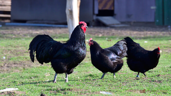 best cold hardy chickens