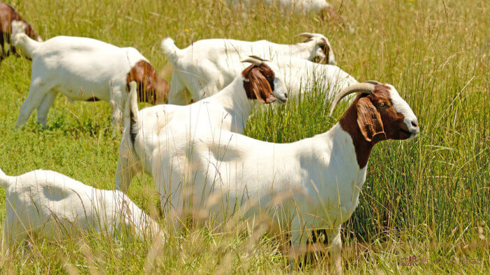 breeds of meat goats