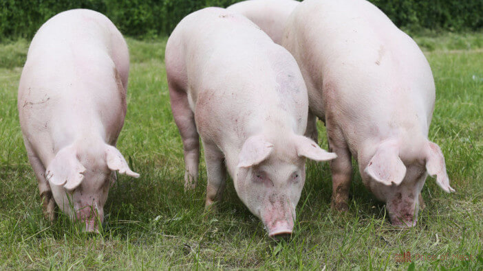 16+ Breeds of Pigs Perfect for Meat Production