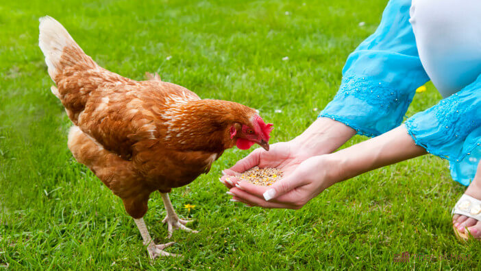 These Italian Researchers Are Developing Chicken Meat From a Feather These Italian Researchers Are Developing Chicken Meat From a Feather cost to raise a chicken