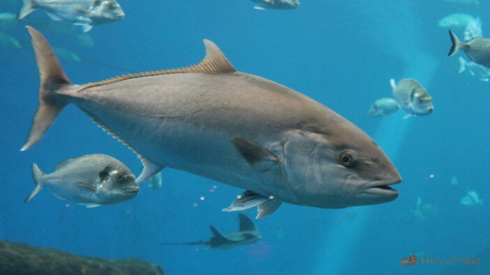 15+ Different Species of Tuna: What You Should Know About Each Type