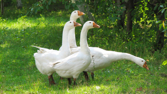 domestic goose breeds