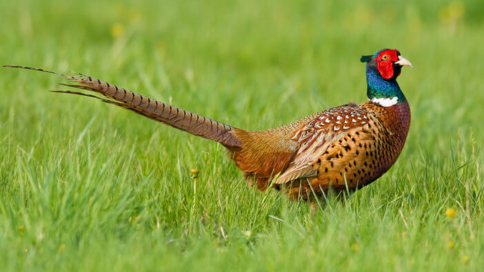 14+ Fun Facts About Domesticated Pheasants 1 domesticated pheasant