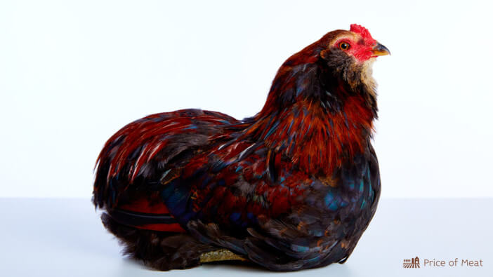 7+ Differences Between the Easter Egger Rooster and Hen 1 easter egger rooster vs hen