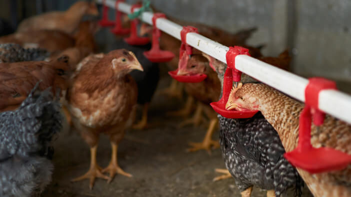 10+ Essential Pieces of Equipment for Raising Healthy Poultry