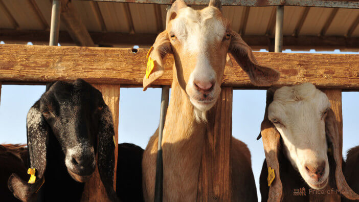 4+ Essential Tips for Raising Goats for Meat