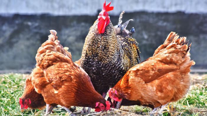 Free Range vs Organic Meats: Which One is Better for You? 1 free range vs organic