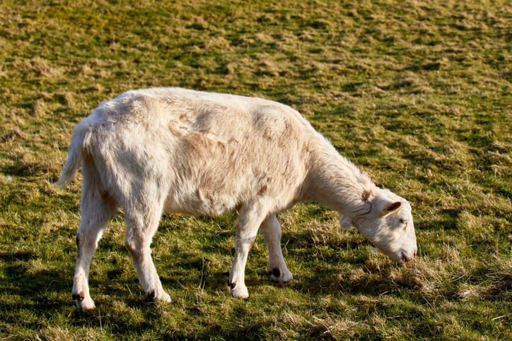 30+ Fascinating Goat Meat Consumption Statistics