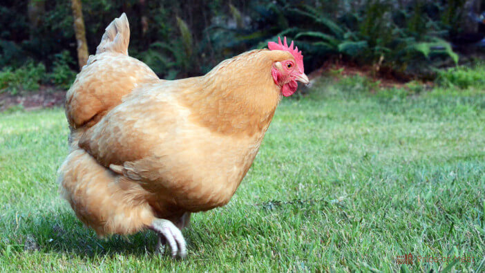 6+ Reasons Why Grass Fed Chicken Is Worth Trying