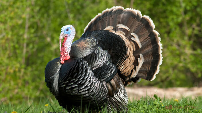 5+ Reasons Why You Should Choose Grass Fed Turkey This Holiday Season