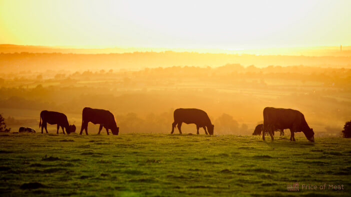 How Many Cows Per Acre? A Guide to Optimal Grazing Practices 1 how many cows per acre