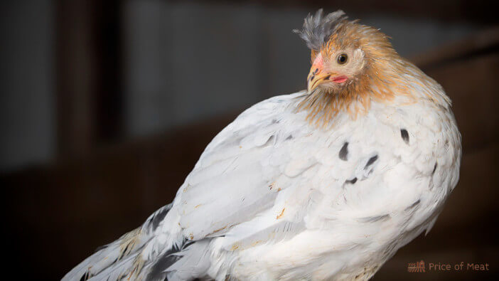 9+ Fascinating Facts About Icelandic Chickens 1 icelandic chickens