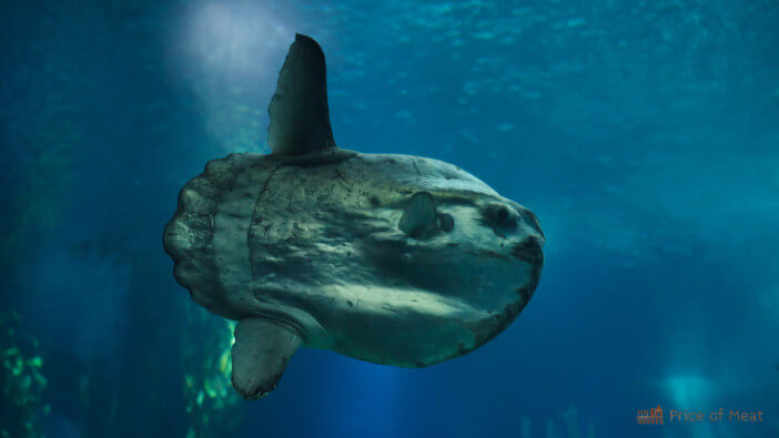 5+ Reasons Why Ocean Sunfish Meat is a Delicious Delicacy 1 ocean sunfish meat