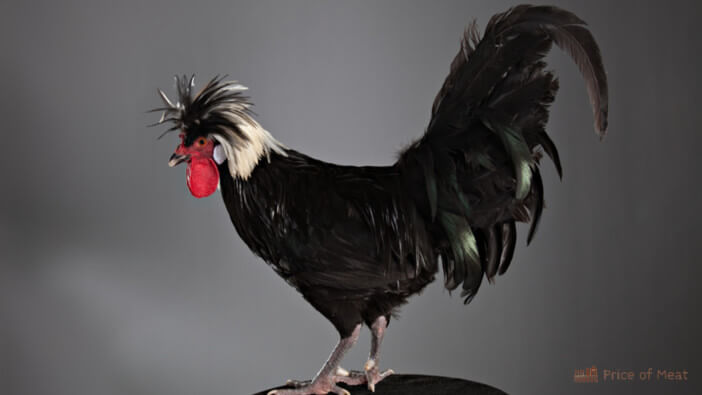 9+ Differences Between a Polish Rooster and Hen 1 polish rooster vs hen