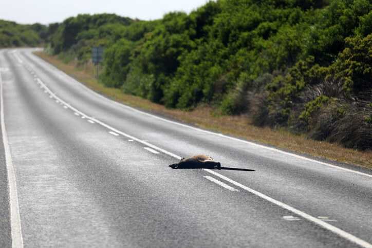 31+ Remarkable Road Kill Statistics