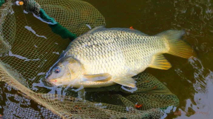 5+ Reasons Why Saltwater Carp are the Perfect Catch 1 saltwater carp