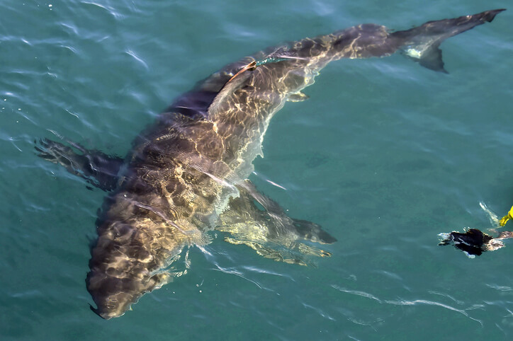 Great White shark (Carcharodon carcharias) in the water.Pacific ocean near the coast of South Africa