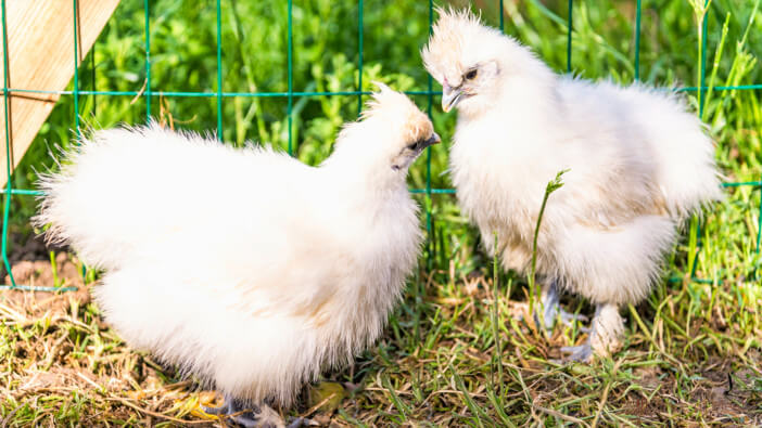 small chicken breeds