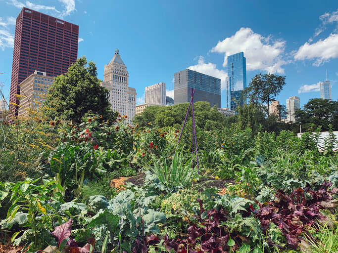 Urban gardens in Chicago