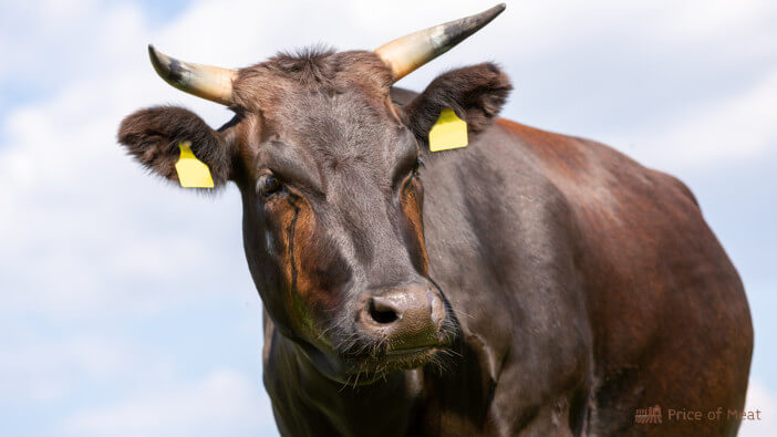 wagyu cow diet