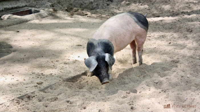 what are hampshire pigs used for