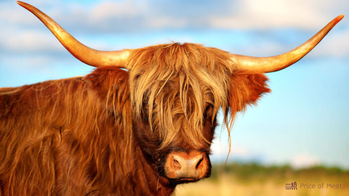 7+ Surprising Uses of Highland Cows You Didn’t Know About