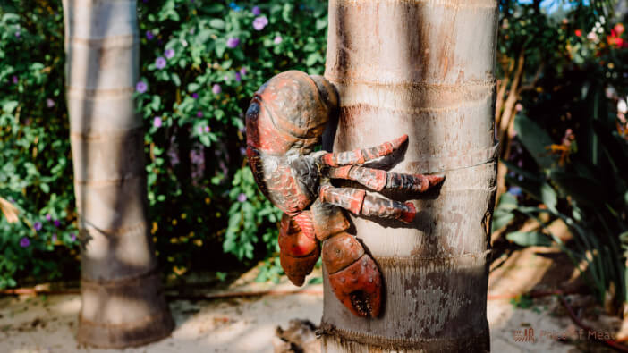 Why You Should Try Coconut Crab: A Guide to Its Flavor and Benefits 1 what do coconut crabs taste like