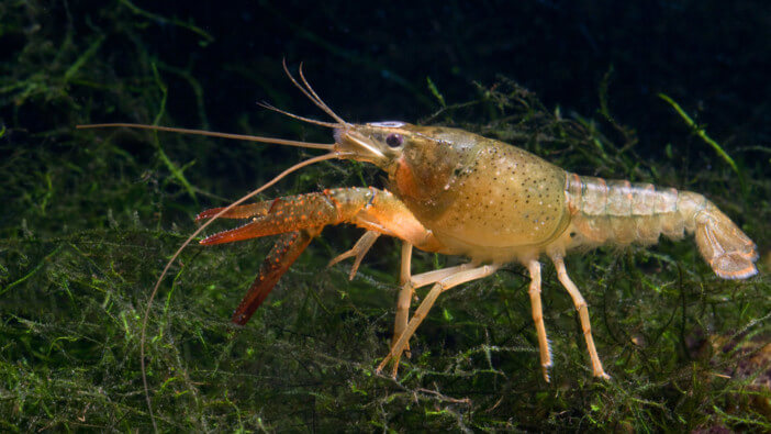 what do crayfish eat in the wild