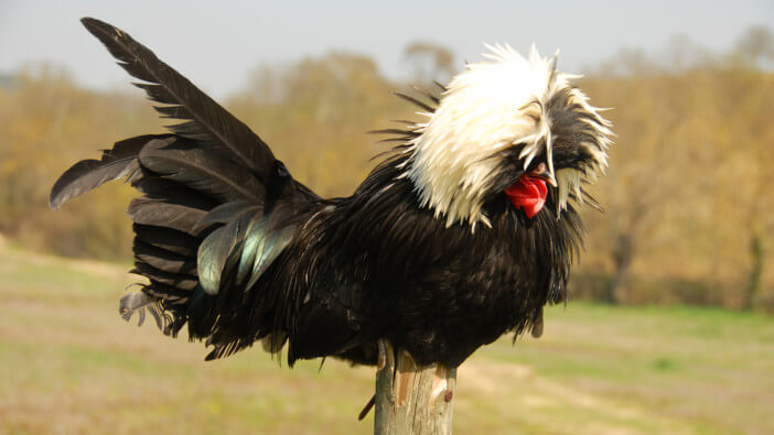 what is a heritage chicken