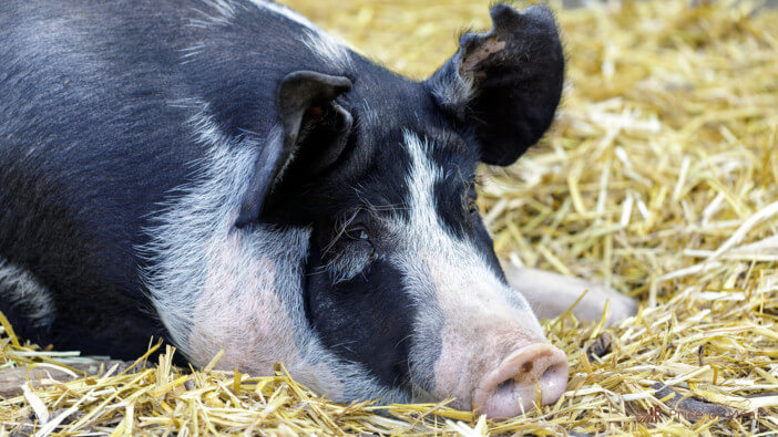 4+ Reasons Why Heritage Breed Pork is Superior to Other Pork Options