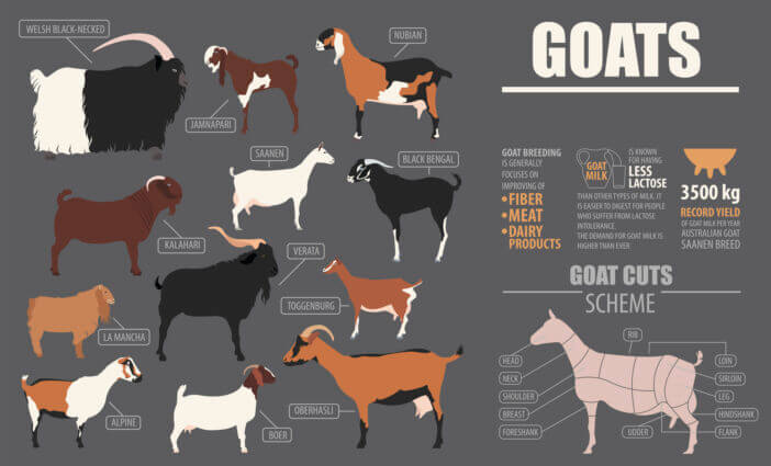 8+ Largest Breeds of Goats You Should Know About 2 Goat Breeds 8+ Largest Breeds of Goats You Should Know About