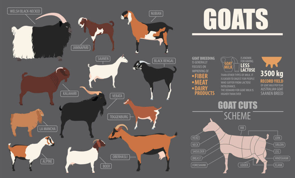 8 Largest Goat Breeds To Raise For Meat And Milk 8-largest-goat-breeds-to-raise-for-meat-and-milk
