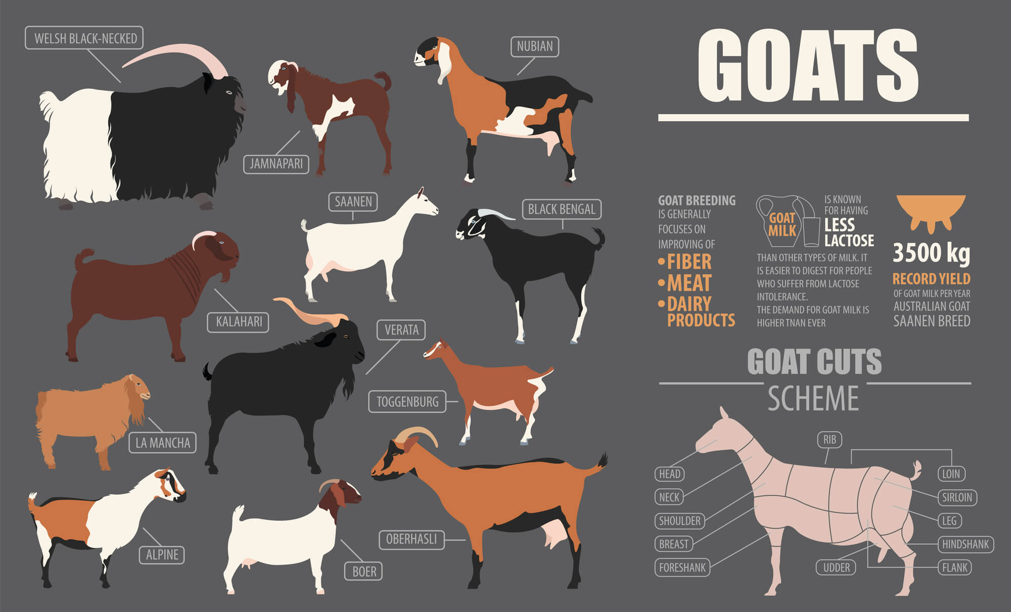 13 Best Meat Goat Breeds for Homesteads to Boost Food Security