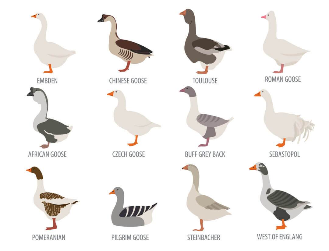 5 Best Geese for Pets Top Domestic Breeds for Your Home
