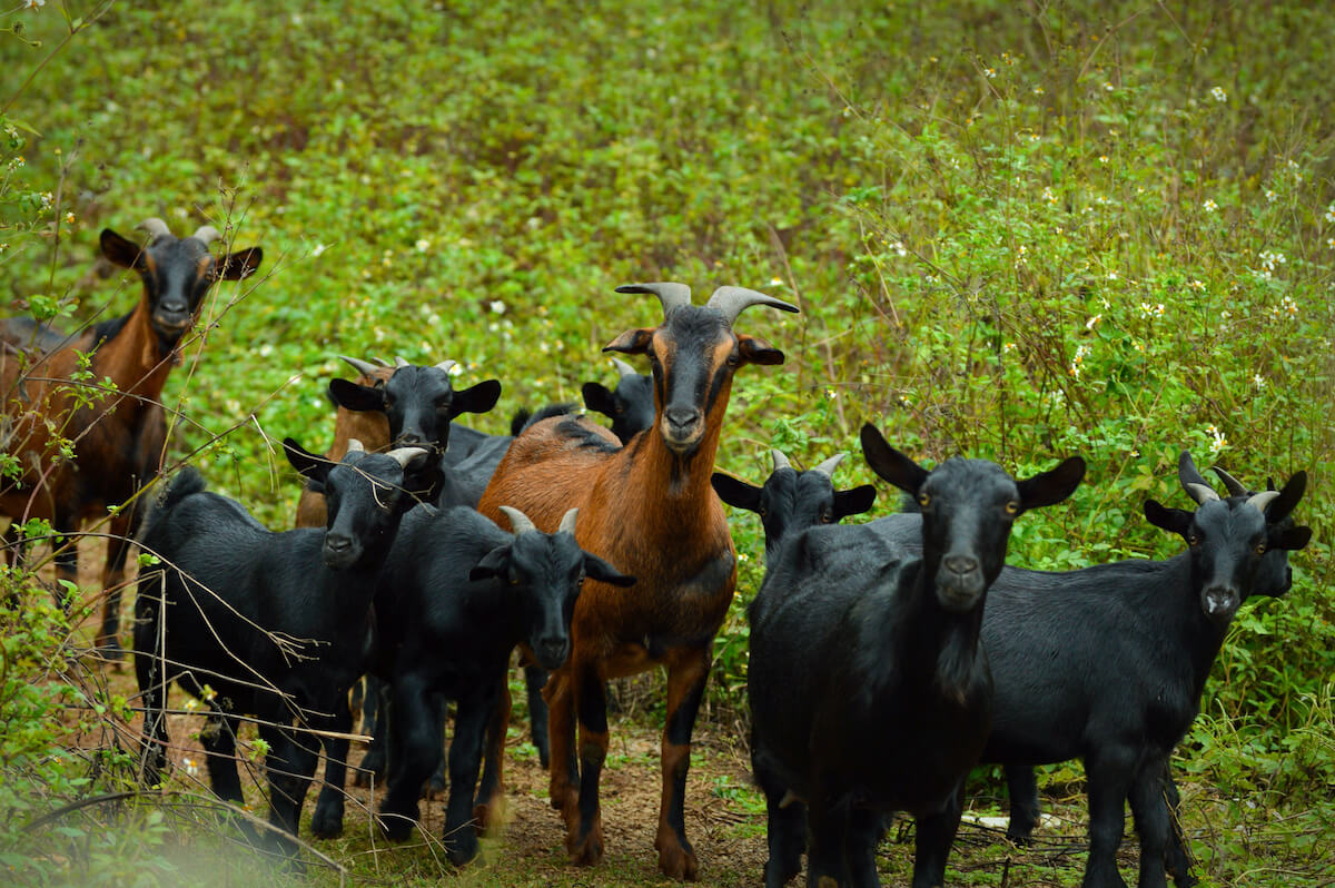 13 Best Meat Goat Breeds for Homesteads to Boost Food Security