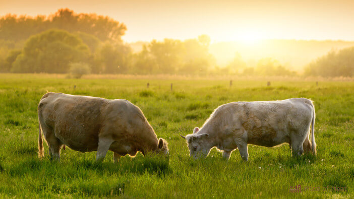 difference between free range and pasture raised