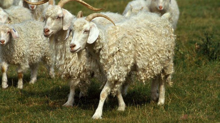 8+ Largest Breeds of Goats You Should Know About 1 large goat breeds