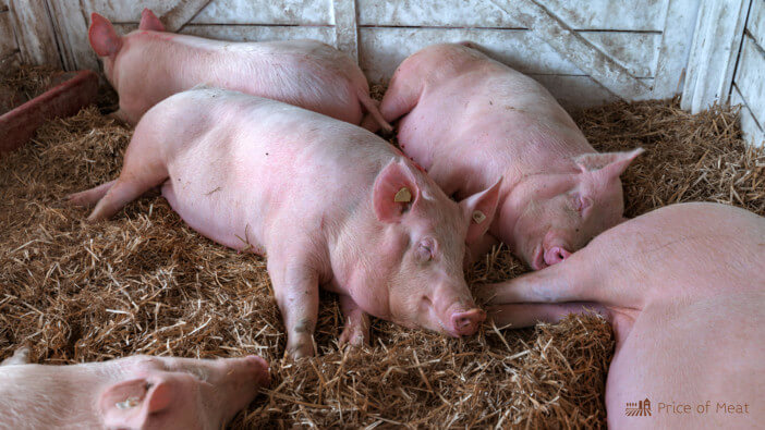 largest pig breeds