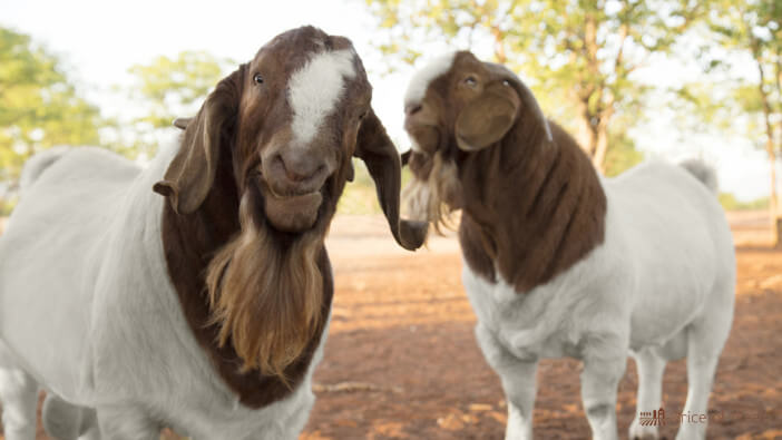 8+ Popular Breeds of Goats to Consider for Your Homestead