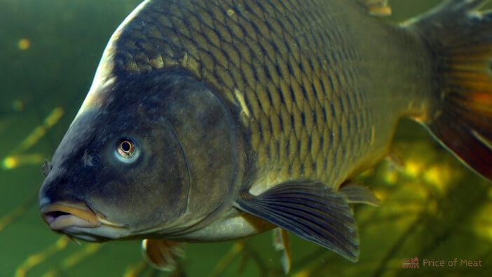 what do carp eat in the wild