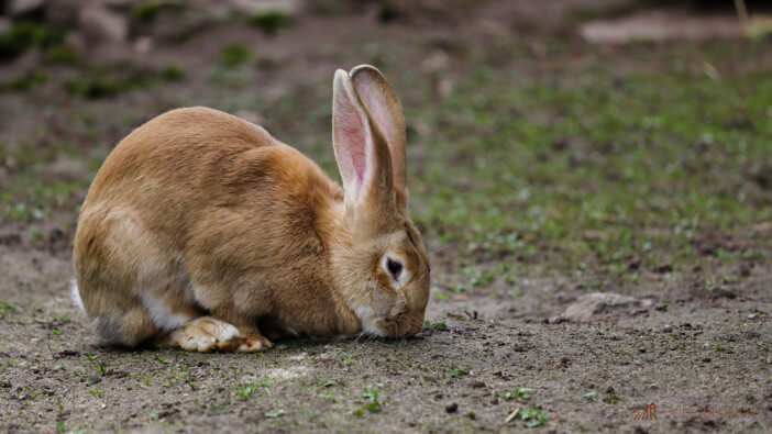 10+ Rabbit Breeds Perfect for Raising for Meat 1 what rabbits are best for meat