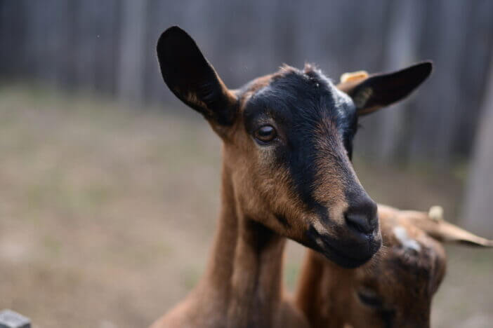 8+ Largest Breeds of Goats You Should Know About 7 Alpine Goats 8+ Largest Breeds of Goats You Should Know About