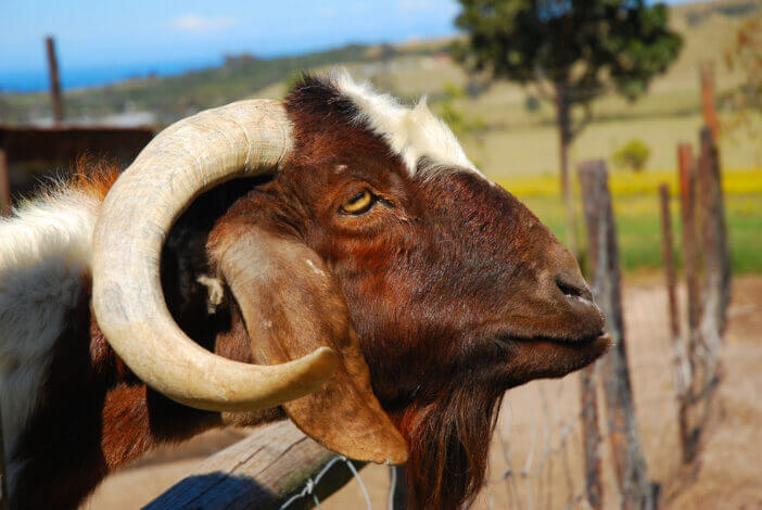 8+ Largest Breeds of Goats You Should Know About 3 Boer Goat 8+ Largest Breeds of Goats You Should Know About